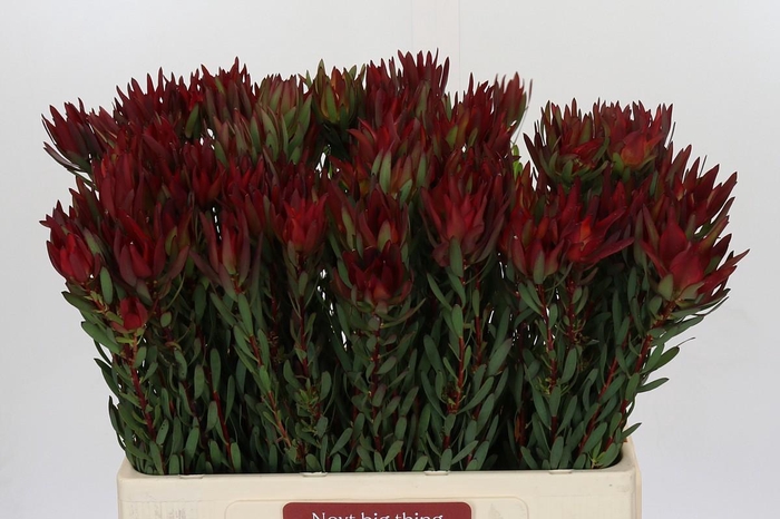 Leucadendron Blush