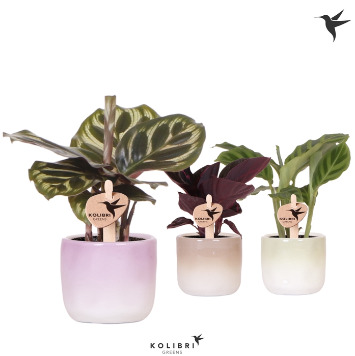 <h4>Calathea Gemengd Keramiek Gradience</h4>