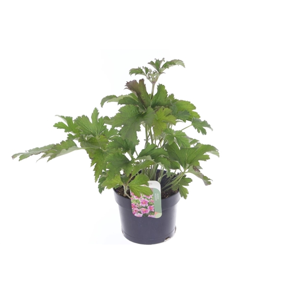 <h4>Anemone hupehensis Princess Pink</h4>
