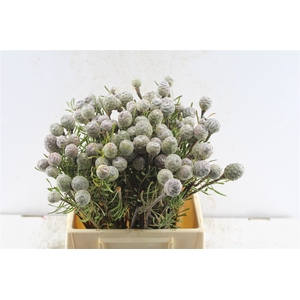 Leucad Galpinii