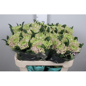 Chr G Ross Charlotte