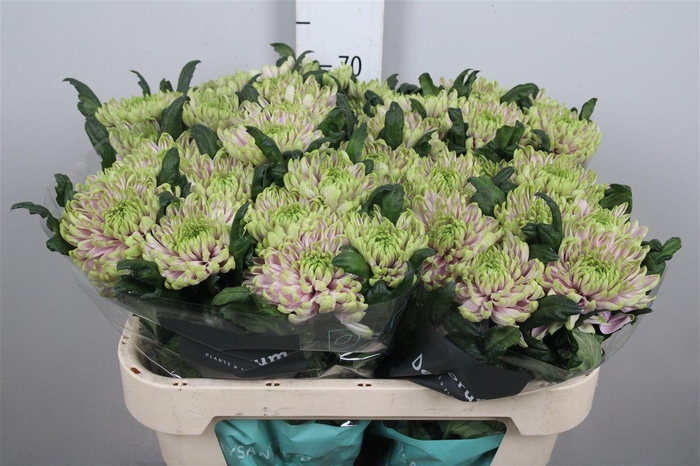 Chr G Ross Charlotte