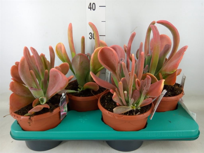 <h4>Kalanchoe NF   ...</h4>