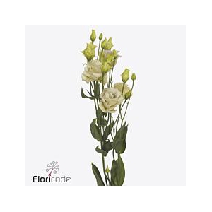 Lisianthus do blue chateau