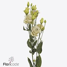 <h4>Lisianthus do blue chateau</h4>