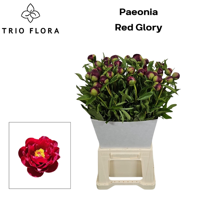 <h4>PAEO RED GLORY L55</h4>