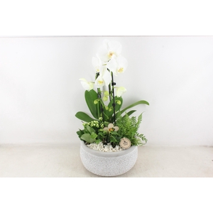 arr2 PL - Ker. barok grijs phal cascade wit