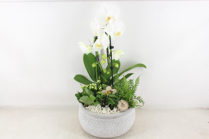 <h4>arr2 PL - Ker. barok grijs phal cascade wit</h4>