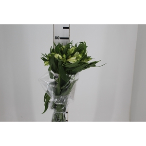 ALSTROEMERIA AKEMI 080 CM