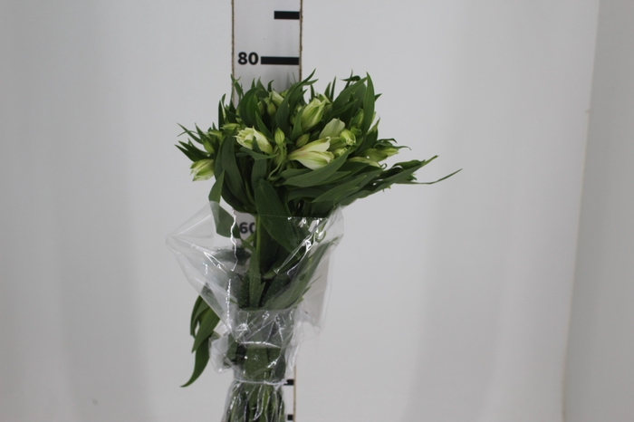<h4>ALSTROEMERIA AKEMI 080 CM</h4>