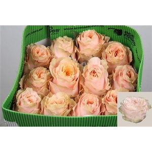 R Gr Princess Crown Ec