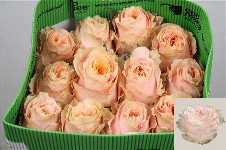 <h4>R Gr Princess Crown</h4>