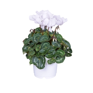 Cyclamen Super Serie Allure in Ton sur Ton kweekpot wit