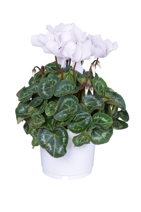 <h4>Cyclamen Super Serie Allure in Ton sur Ton kweekpot wit</h4>