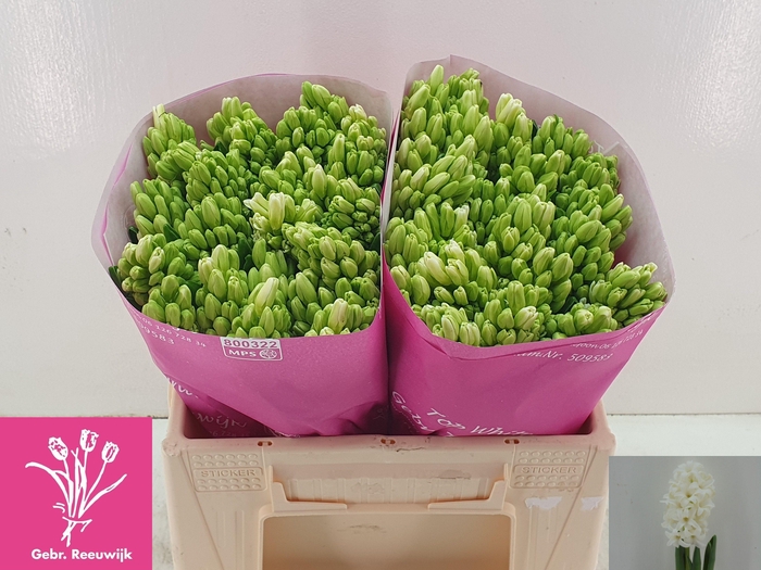 <h4>HYAC TOP WHITE</h4>