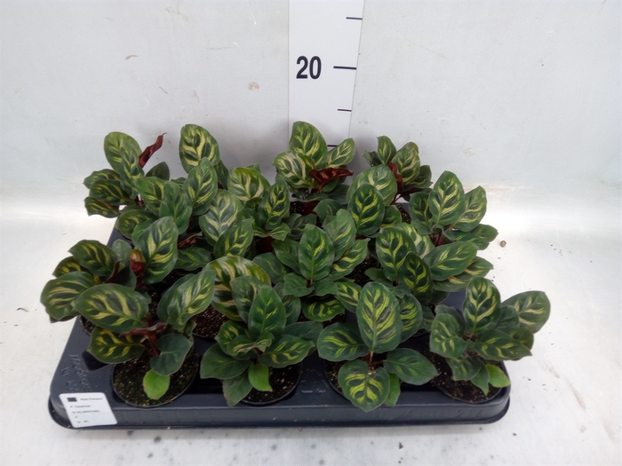 <h4>Calathea makoyana</h4>