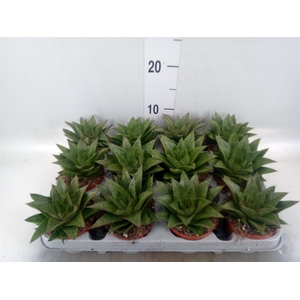 Gasteria