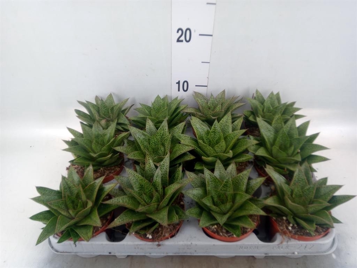 <h4>Gasteria</h4>