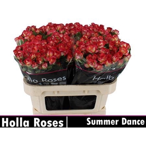 R Tr Summer Dance