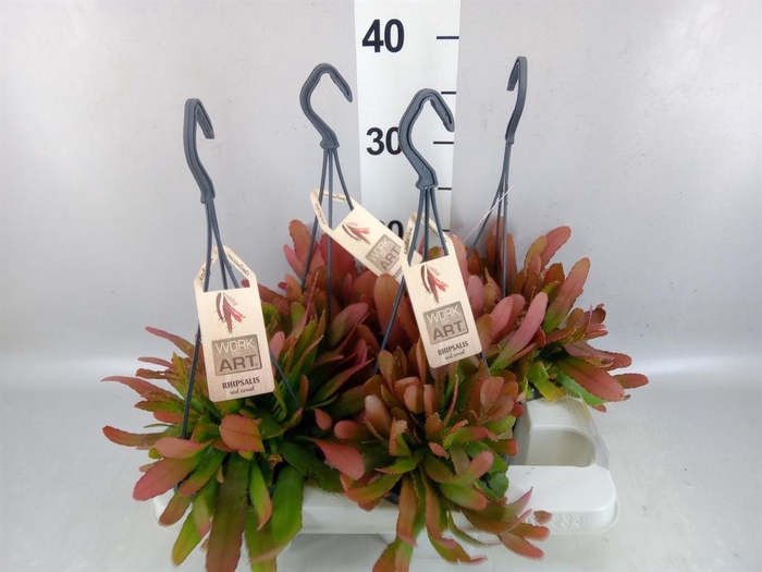 <h4>Rhipsalis   ...</h4>