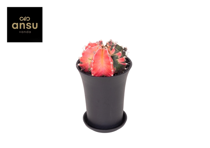 <h4>GYMNO JAPAN GEM</h4>