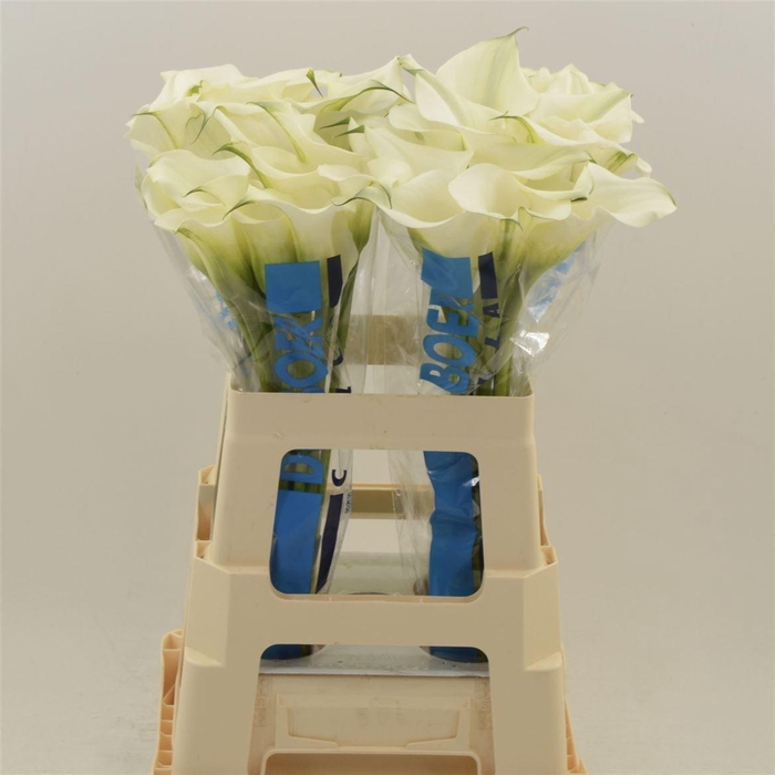 <h4>Calla Ventura</h4>