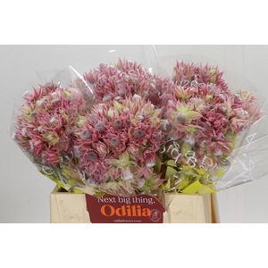 Blushing Bride Pink 6/9 Flowers