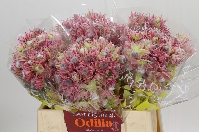 <h4>Blushing Bride Pink 6/9 Flowers</h4>