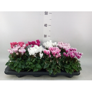 Cyclamen KL 'Compact'
