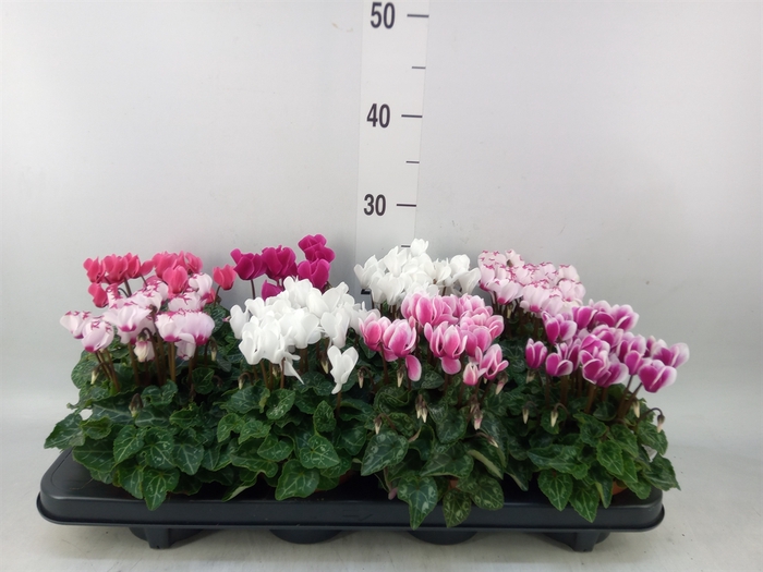 <h4>Cyclamen KL 'Compact'</h4>