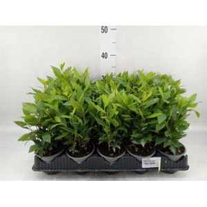 Laurus nobilis