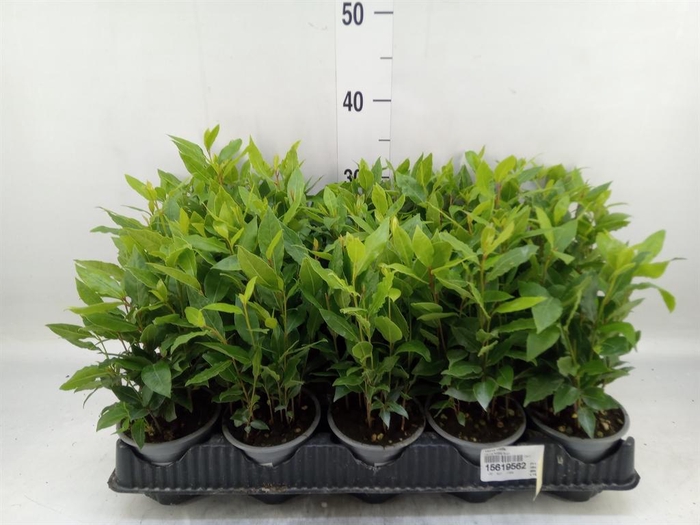 <h4>Laurus nobilis</h4>