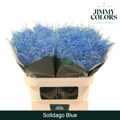 <h4>Solidago L70 Blue</h4>