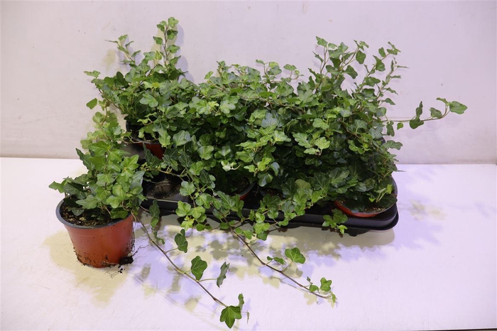 <h4>arr8 Hed He Wonder</h4>