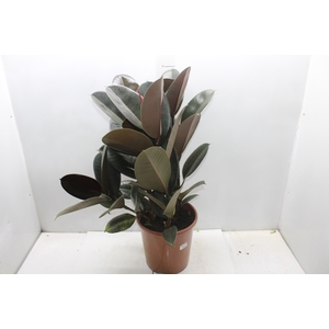 FICUS ELASTICA BURGUNDY P24