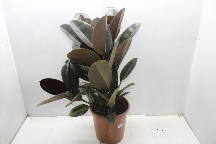 <h4>FICUS ELASTICA BURGUNDY P24</h4>