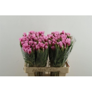 Clarkia (godetia) Pink