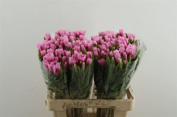 <h4>Clarkia (godetia) Pink</h4>
