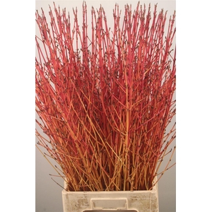 Cornus Sa Winter Bea