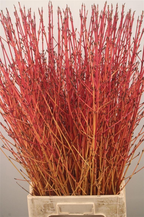 <h4>Cornus Sa Winter Bea</h4>