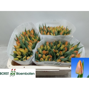 TU EN SUNRISE PRINCE