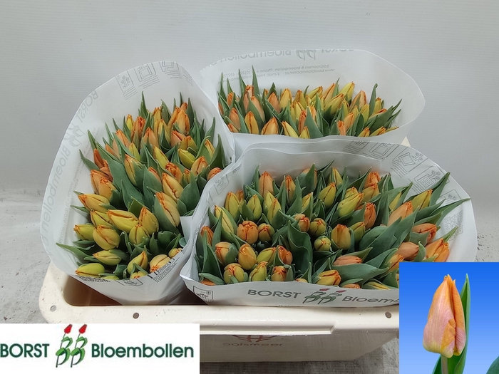 <h4>TU EN SUNRISE PRINCE</h4>