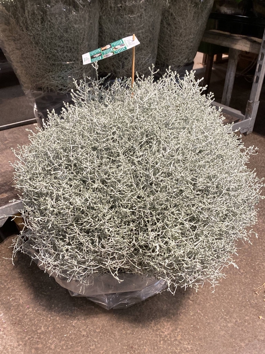 Leucophyta     [Calocephalus]