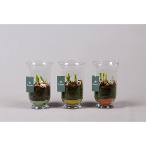 Glazen windlicht met Narcis D14.5 H25