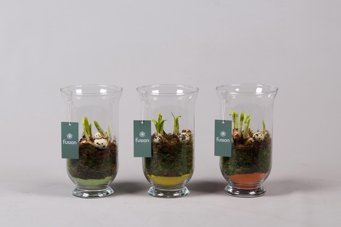 <h4>Glazen windlicht met Narcis D14.5 H25</h4>