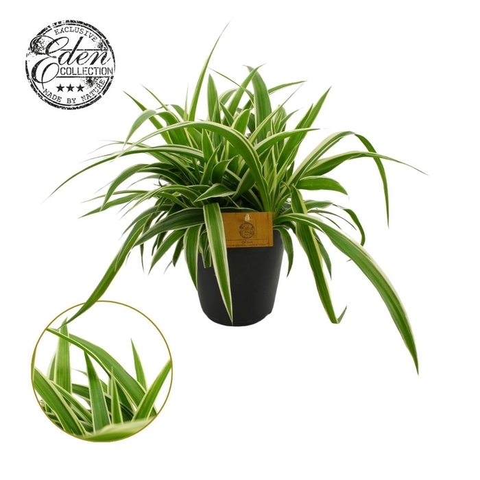 <h4>Chlorophytum Ocean 15cm</h4>