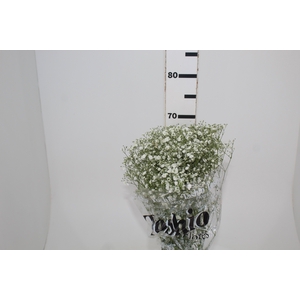 GYPSOPHILA PANICULATA PEARLS BLOSSOM 070 CM MIN 250 GRAMAS