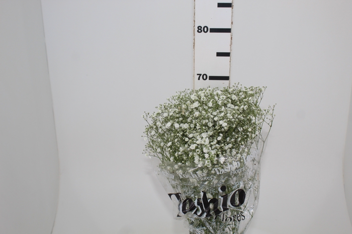 <h4>GYPSOPHILA PANICULATA PEARLS BLOSSOM 070 CM MIN 250 GRAMAS</h4>