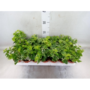 Hedera helix 'White Wonder'