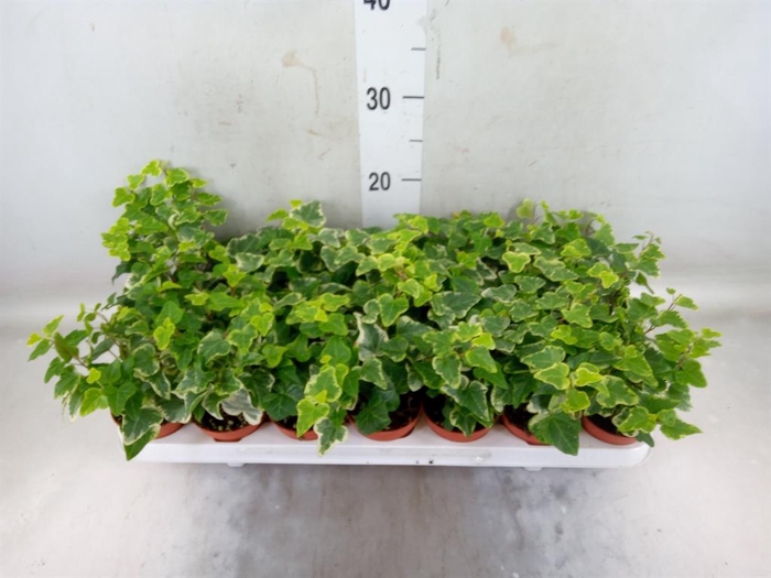 <h4>Hedera helix 'White Wonder'</h4>